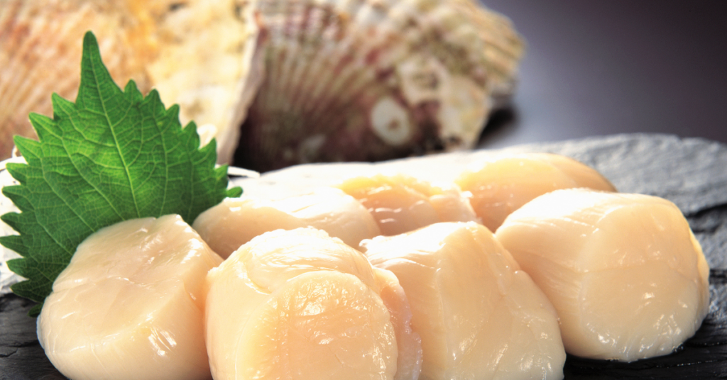 Raw scallops ready for a scallops recipe